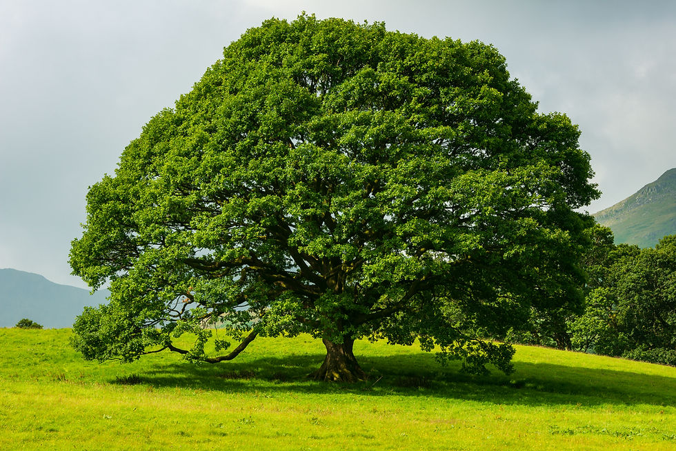 Hexton Hill Oak Tree