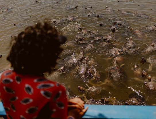 ALTER DO CHÃO _ AMAZÔNIA - TARTARUGAS AMAZÔNICAS