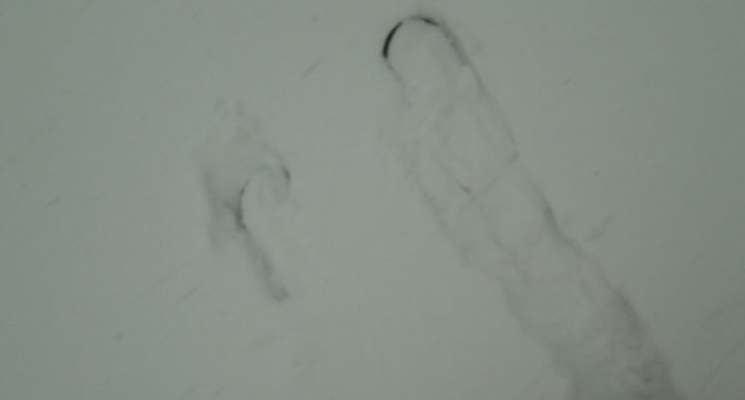 大雪です!
