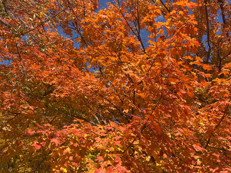 Rev. Vicky's Message November 3, 2022