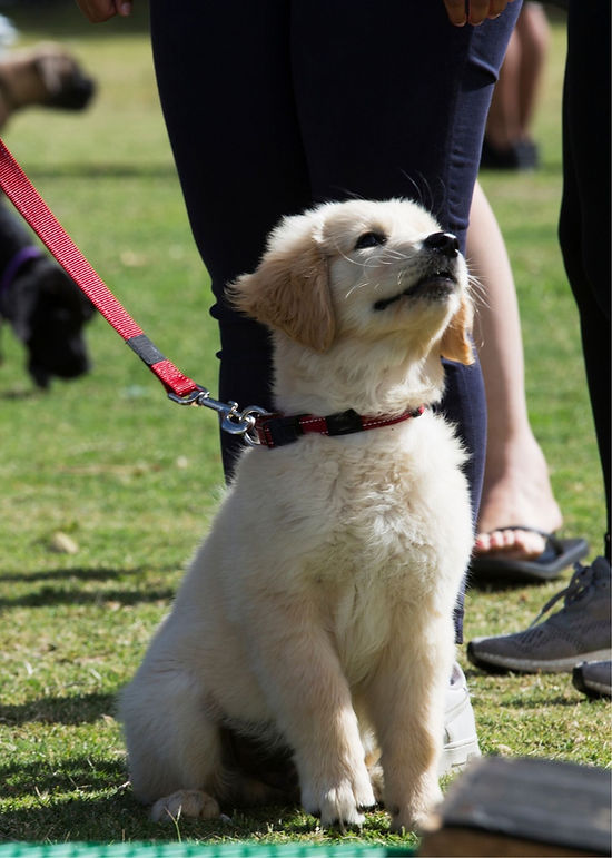 puppy school.jpg