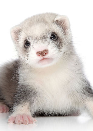 ferret.jpg
