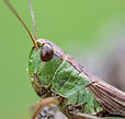 Crickets are often kept as pets in China
