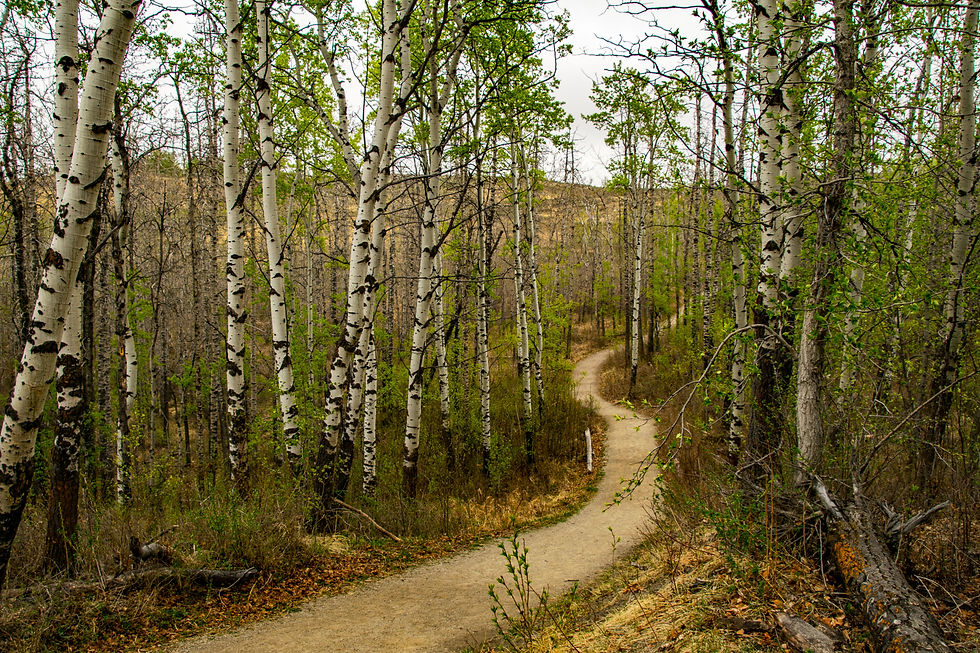Thumbnail: Glenbow Ranch - Canvas Print