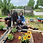 Thumbnail: Community Garden Consultation