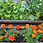 Thumbnail: Community Garden Consultation