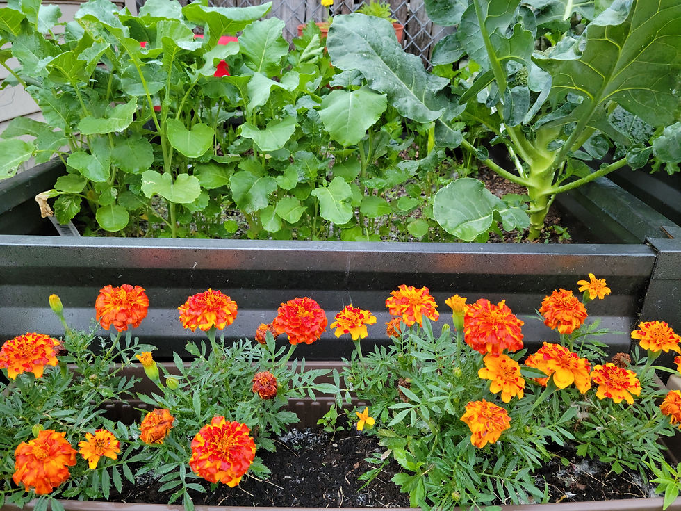 Thumbnail: Community Garden Consultation