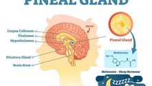 Harnessing the Power of Melatonin for Restful Sleep