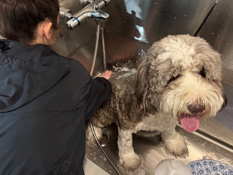 A large dog getting a professional bath by expert groomers