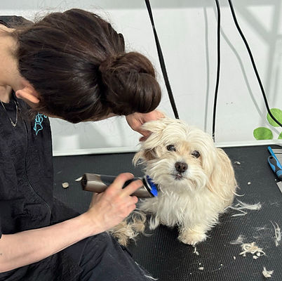 Dog groomer trimming small dog's fur