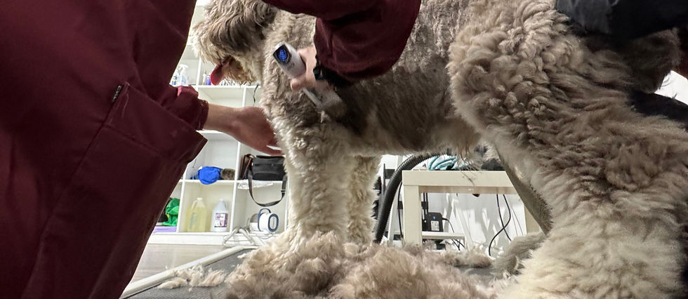 Dog getting hair trim de-shedding