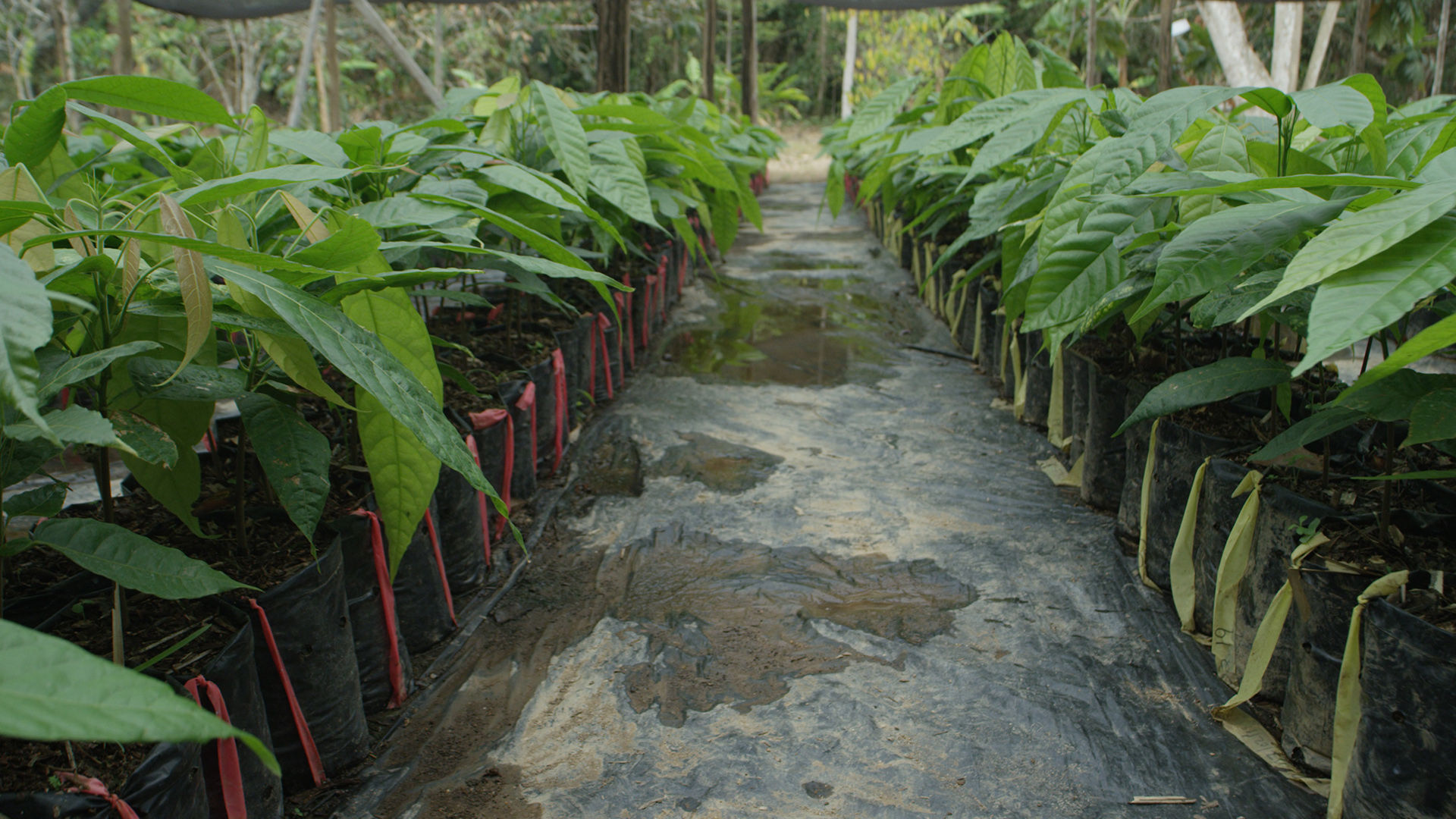Belize Criollo Cacao Plants
