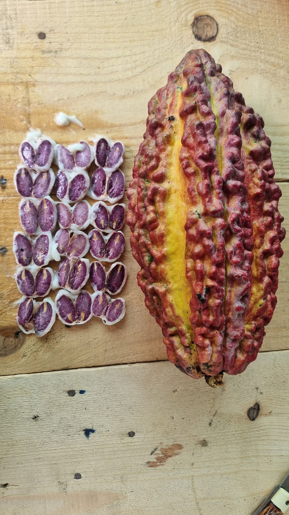 Venezuelan cacao pod