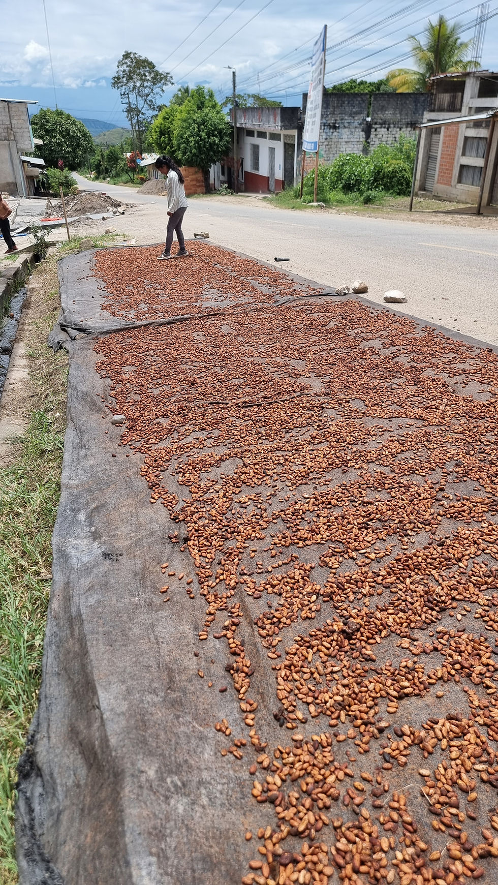 drying cacao beans in Venezuela