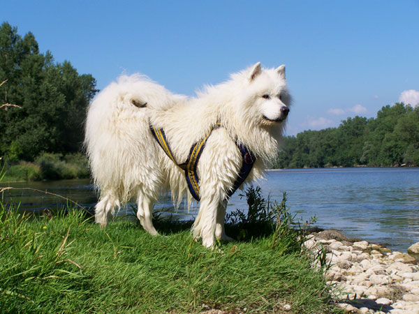 Ain été 2009
