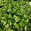 Miniatura: Cilantro Long Standing