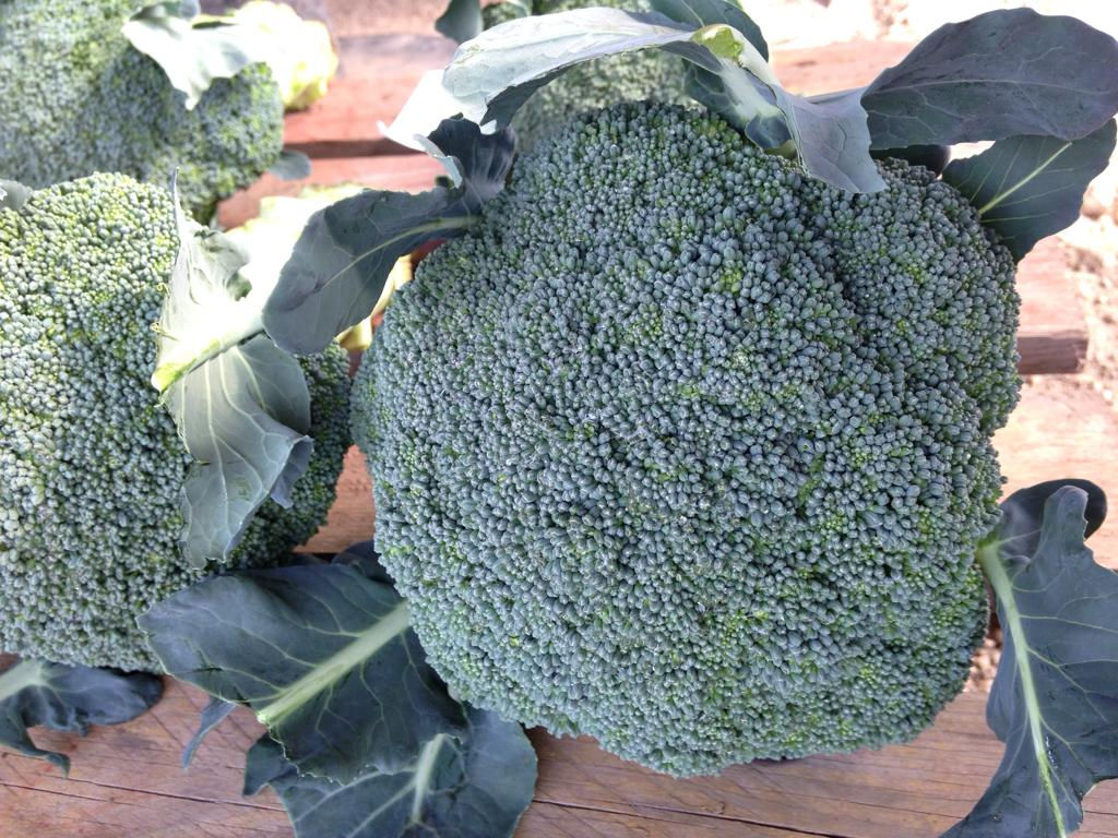 Brocoli Hibrido Baton Premium