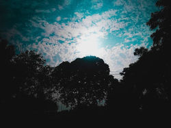 Tree Silhouette