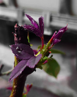 Macro Leaves Photography