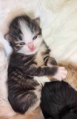 Kurilian bobtail kitten brown mackerel tabby et blanc Bohême de Traouiero