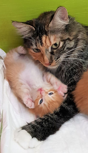 Ouessant Bébé.jpg