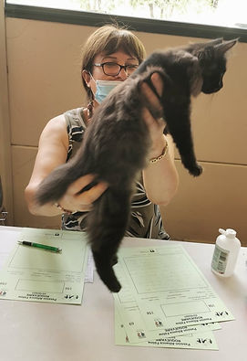 Kurilian Bobtail , chaton en jugement en expo félineSameada en jugement le dimanche Roquevaire.jpg