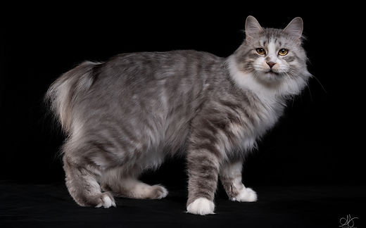 Photos Julia Bénard Peresvet Free Hunter KBL PL 09 2025