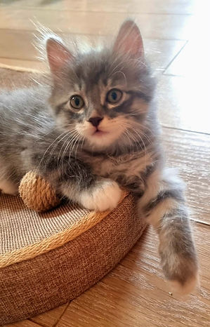 Bleuzenn 16 07 26 chatonne Kurilian Bobtail PL  disponible