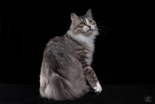 Peresvet Free Hunter KBL PL 09 2025