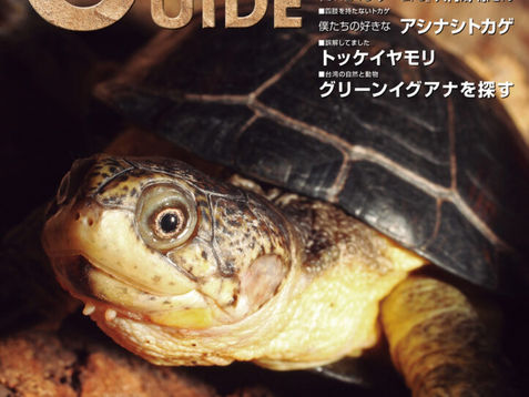 ビバリウムガイドに連載中！