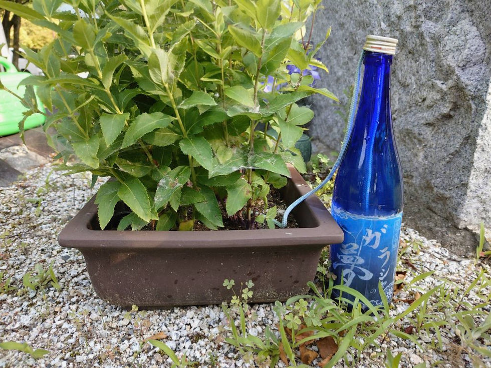 青いボトルを利用した自動水やり機が、鉢植えの桔梗に水を与えています。シンプルながら効果的な自動給水システムです。