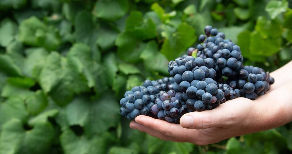 handful of grapes