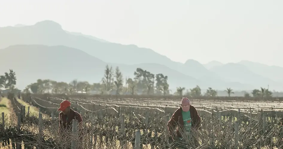 people harvesting grapes in vineyard