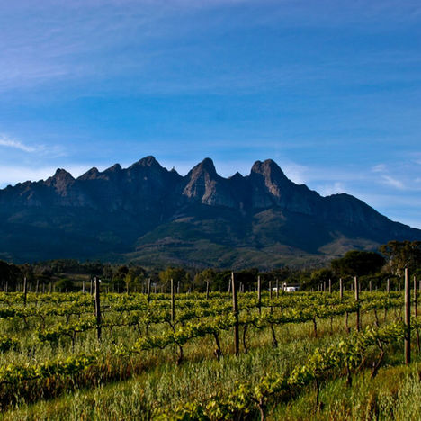 vineyard with mountains in background