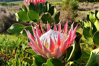 Bosman Hermanus