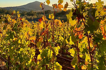 Marianne Wines