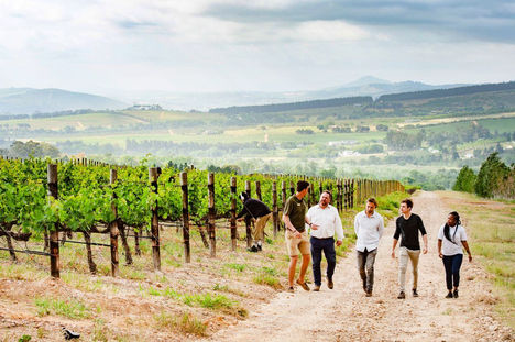People walking through vineyard with mountains in the background