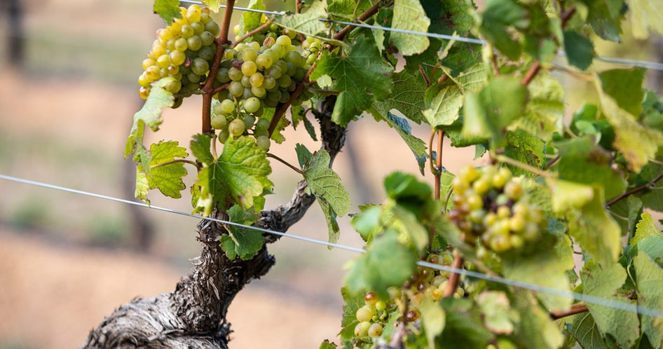 grapes on a vine