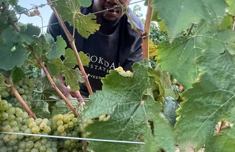 man working in grapevines