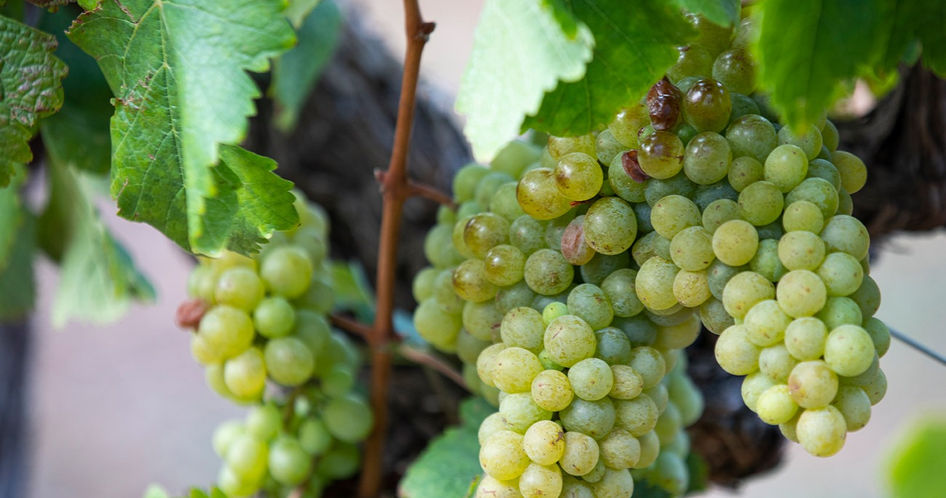 bunches of green grapes on vine