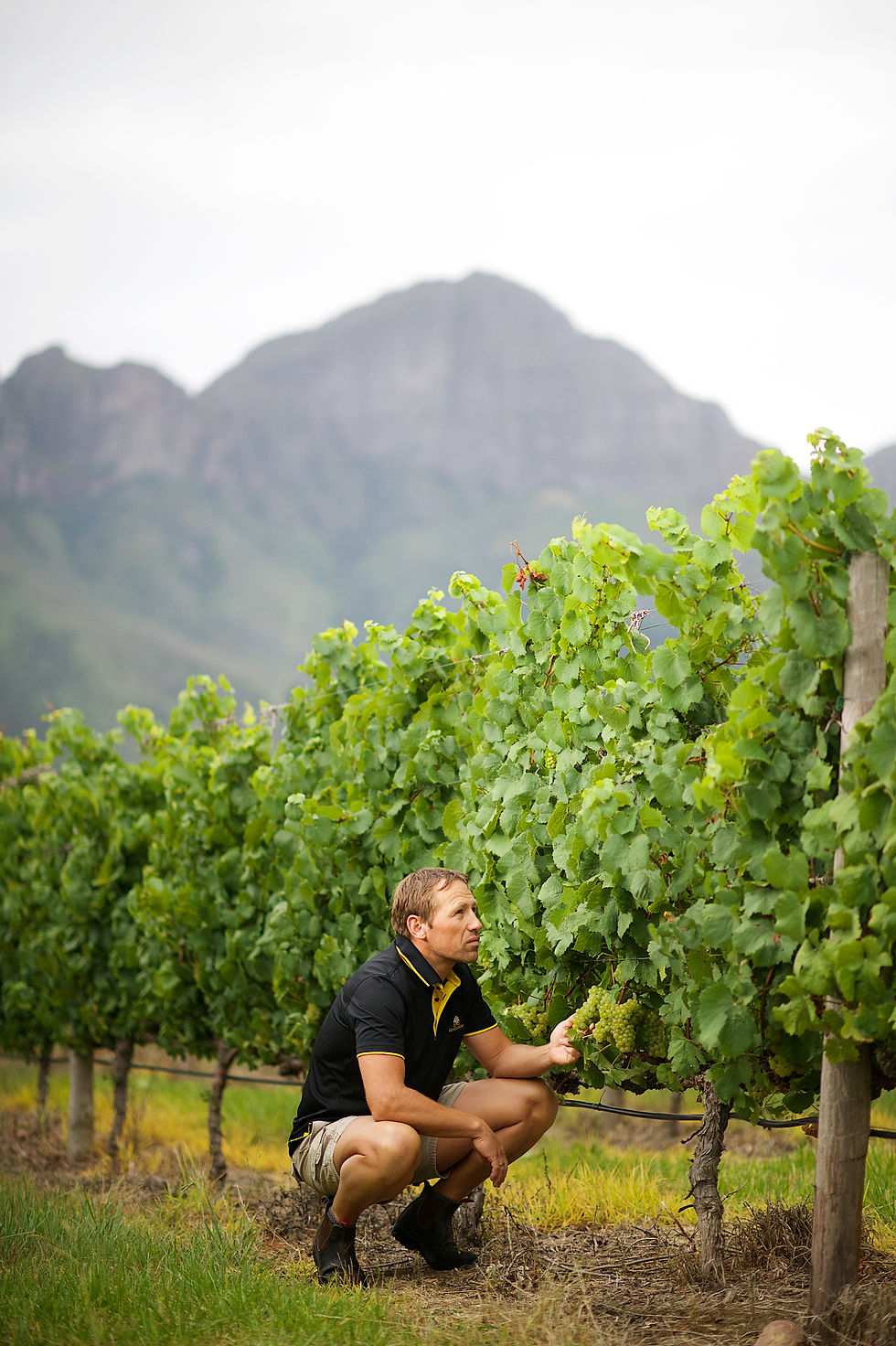 peartree_lourensford_1_171.jpg