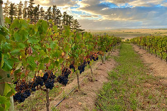 Welgesind Wine Farm