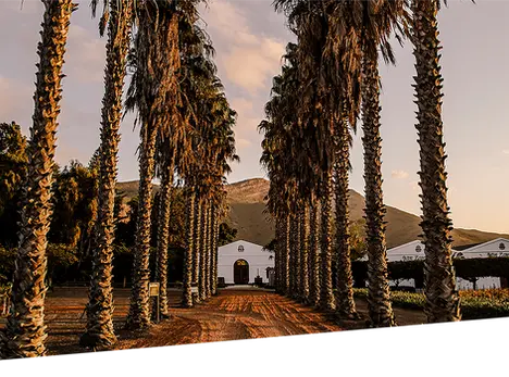 vineyard entrance with palm trees
