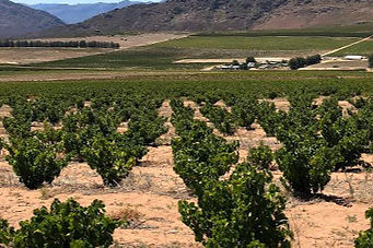 Marras Wines