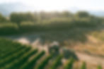 RB Sauvignon Blanc Harvest(2).jpg