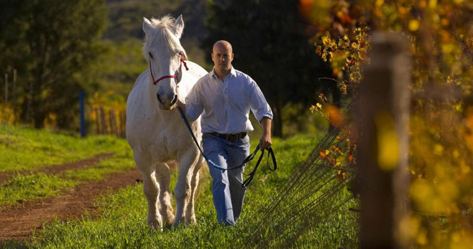 A man walking a white horse in a vineyard