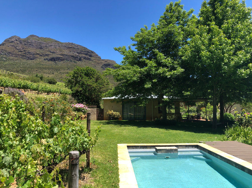 vineyard and house with pool