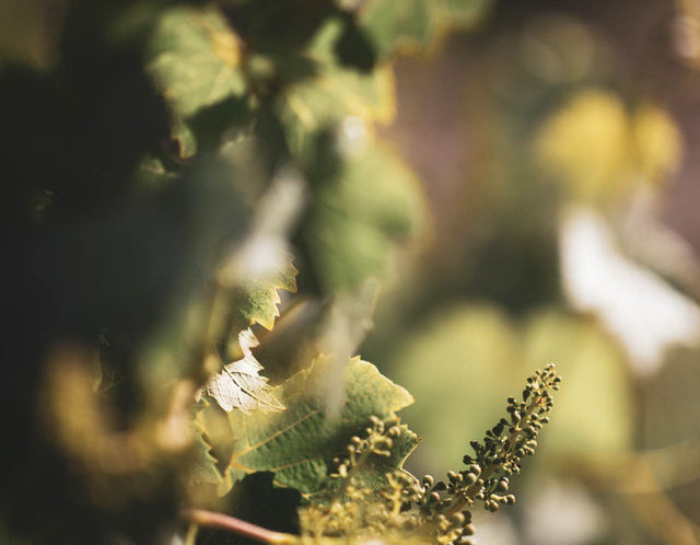 grape leaves and buds