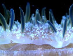 Aquarium 