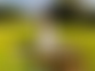 Exploring the Harmony: Tibetan Singing Bowls vs. Quartz Crystal Singing Bowls